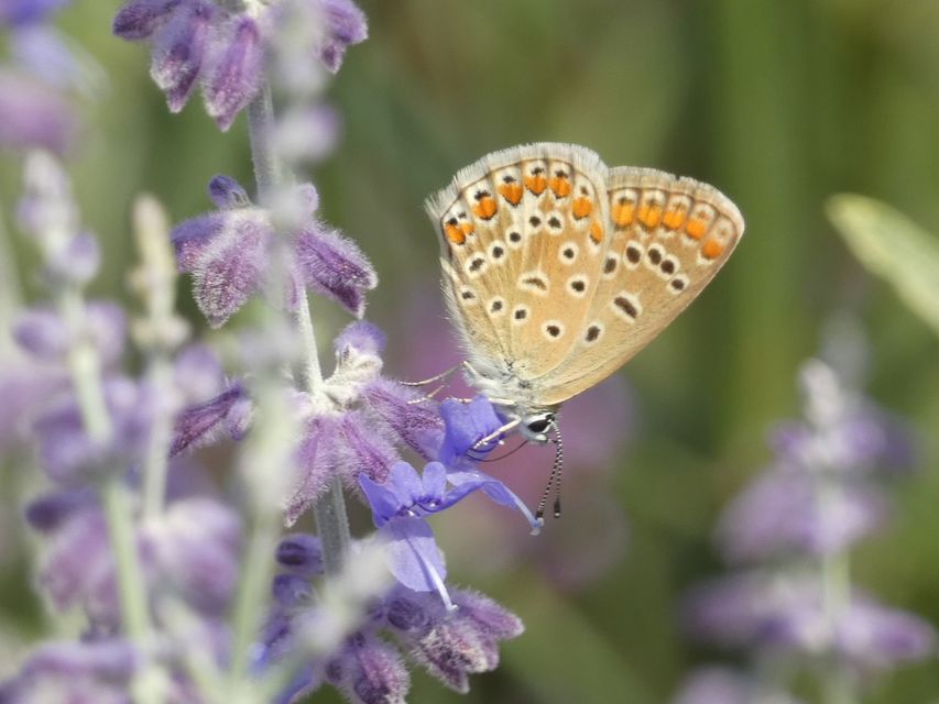 Polyommatus icarus - közönséges boglárka
