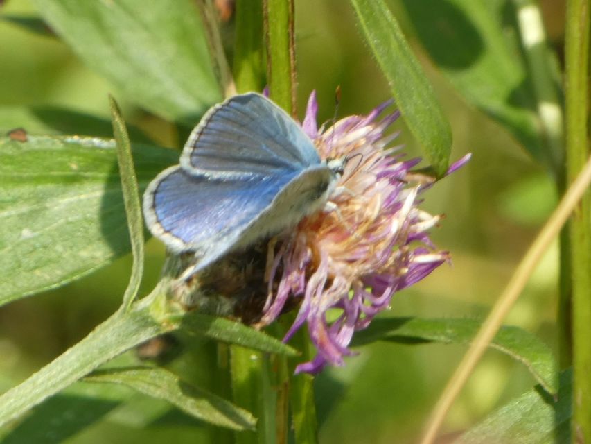 Polyommatus icarus - közönséges boglárka