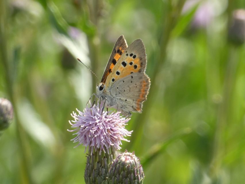 Lycaena phlaeas - közönséges tűzlepke