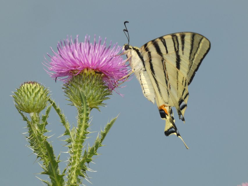 Iphiclides podalirius - kardoslepke