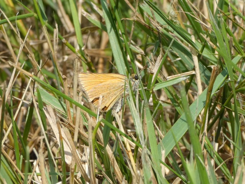 Thymelicus lineola - vonalas busalepke