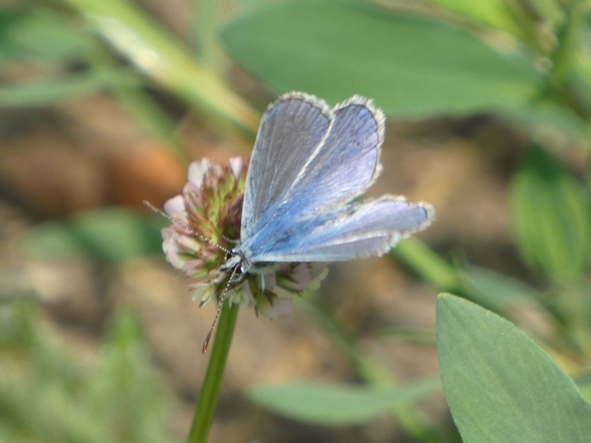 Polyommatus icarus - közönséges boglárka