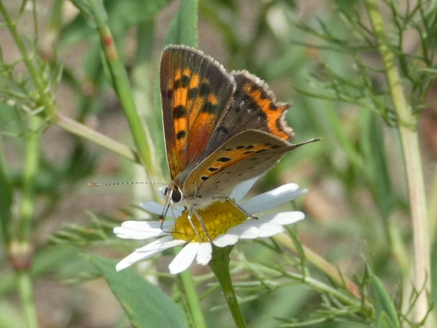 Lycaena phlaeas - közönséges tűzlepke
