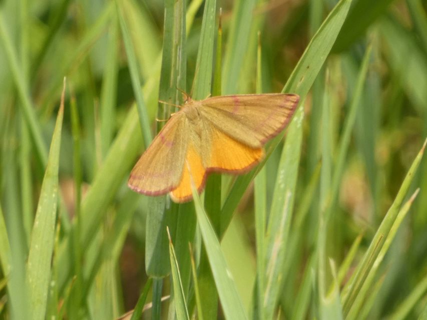 Lythria purpuraria - bíborsávos araszoló