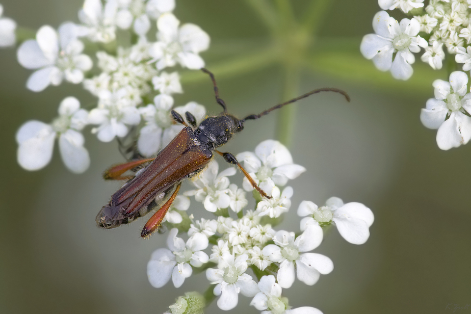 Stenopterus rufus - tarkacsápú keskenyfedőscincér