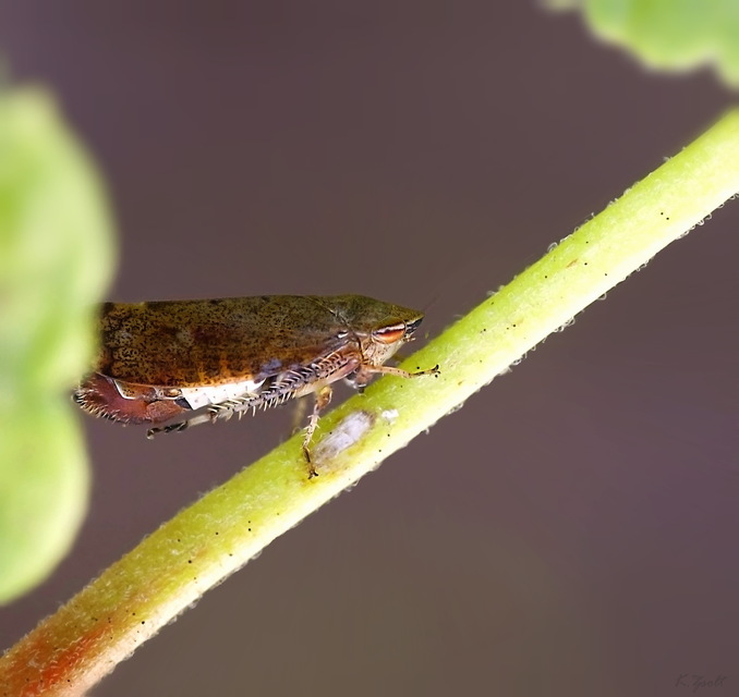 Fieberiella florii