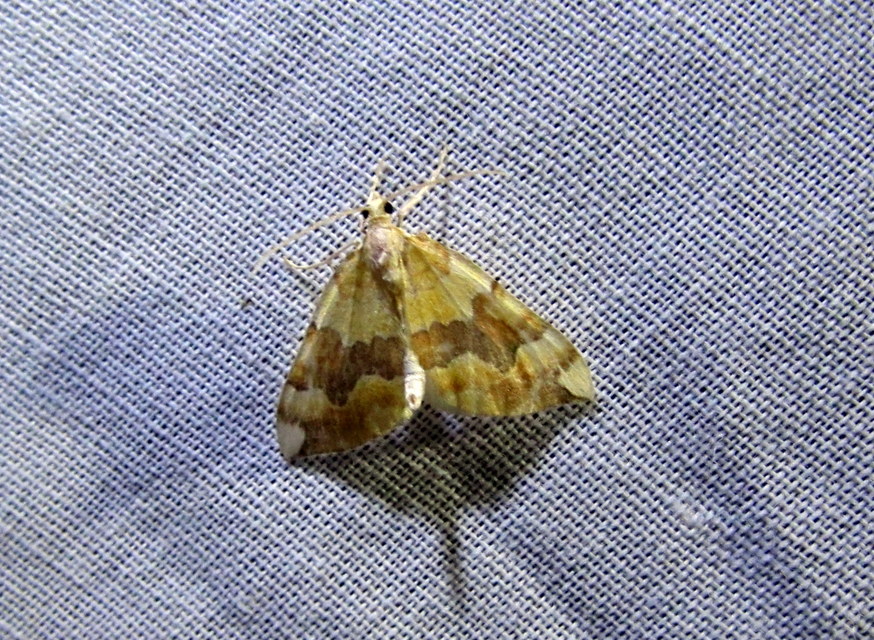 Cidaria fulvata - rózsaaraszoló
