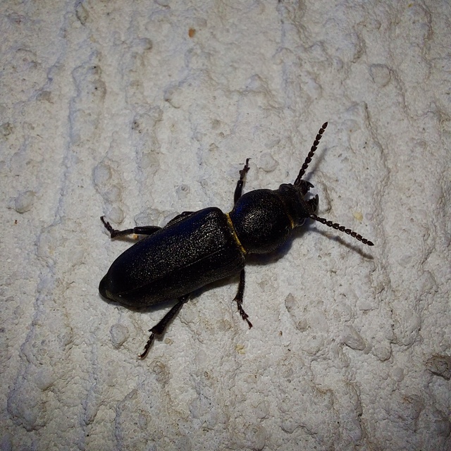 Spondylis buprestoides - erdei félcincér