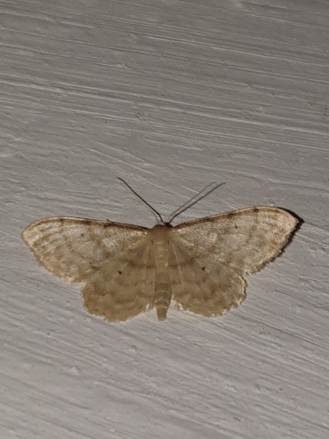 Idaea fuscovenosa - szürkeszélű apróaraszoló