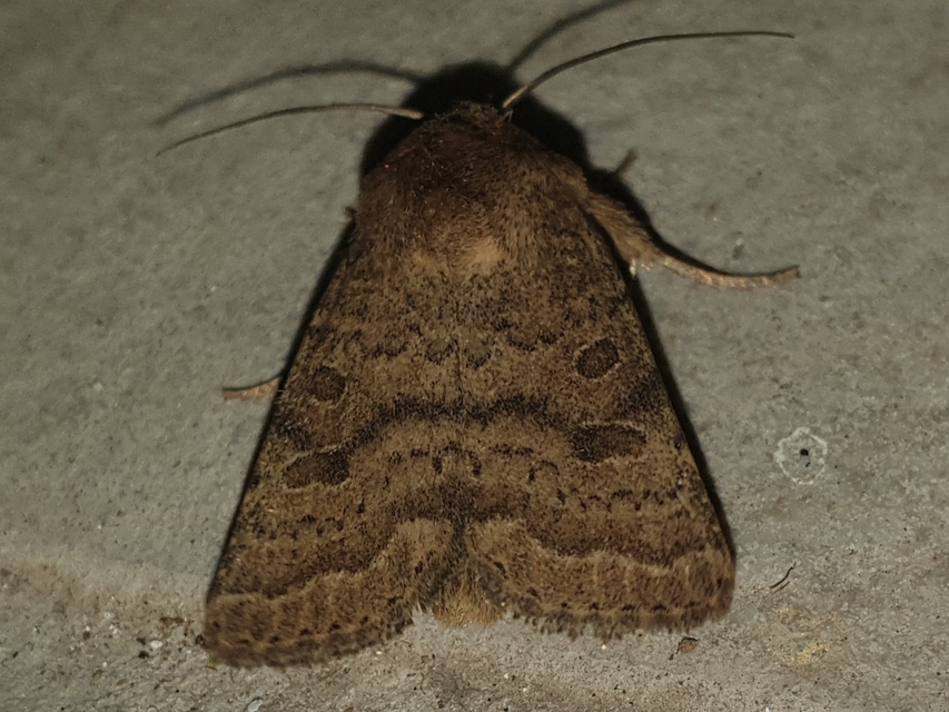 Hoplodrina octogenaria - barna selymesbagoly
