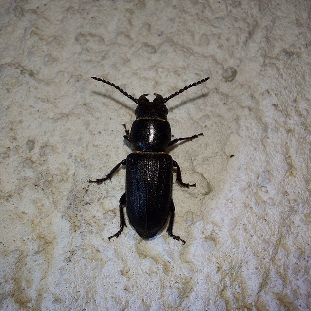 Spondylis buprestoides - erdei félcincér