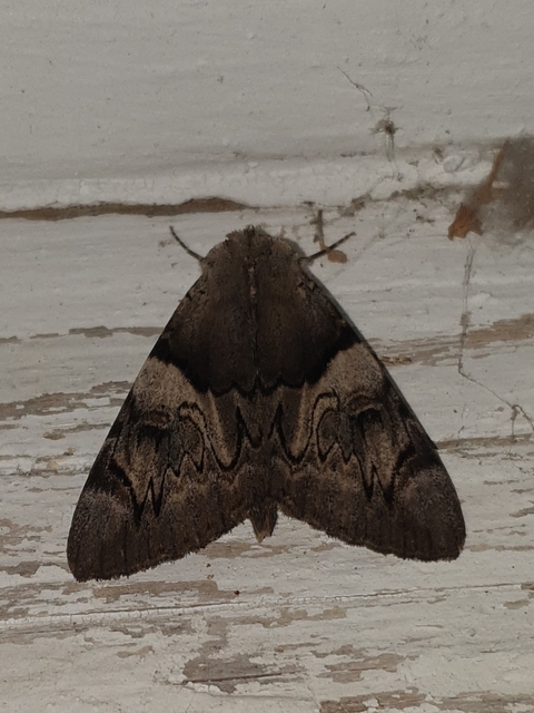 Catocala fulminea - galagonya-övesbagoly