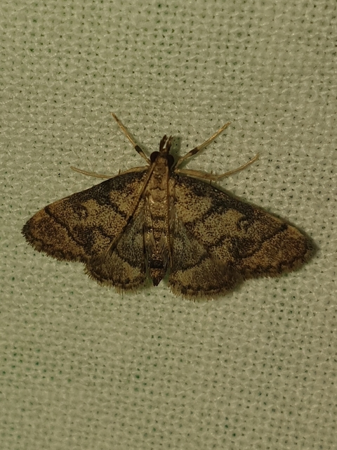 Metasia ophialis - kígyósávos tűzmoly
