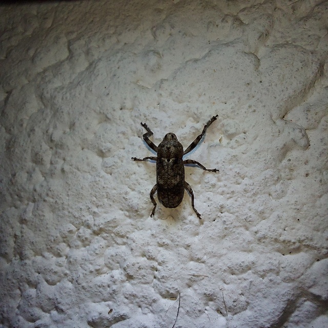Gasterocercus depressirostris - laposorrú ormányos