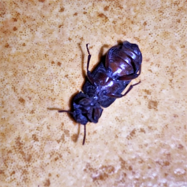 Tenebrio molitor - közönséges lisztbogár