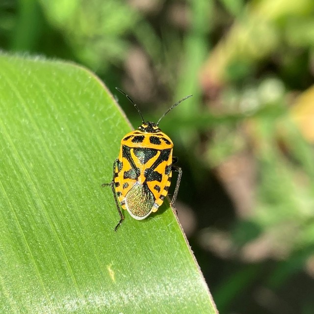Eurydema ventralis - káposztapoloska
