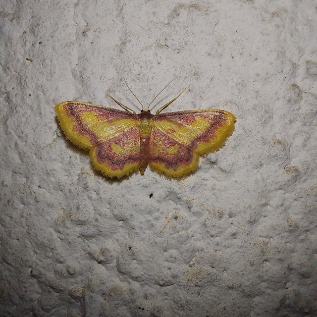 Idaea muricata - mocsári pirosaraszoló