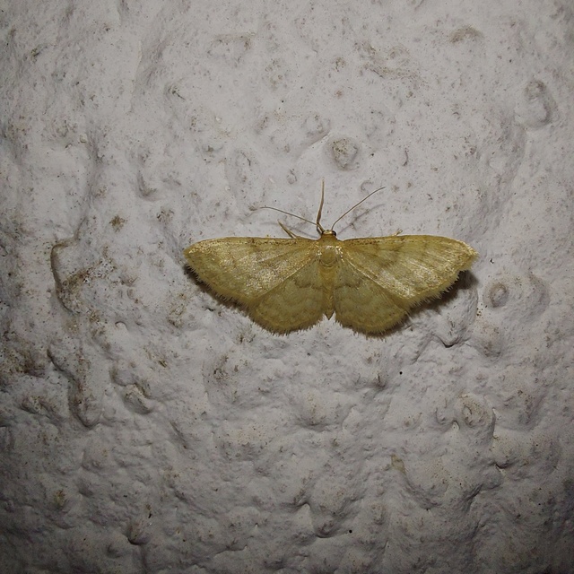 Idaea dilutaria - napvirág-apróaraszoló
