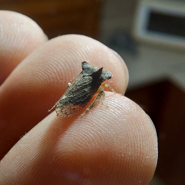 Ledra aurita - füleskabóca