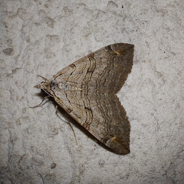 Aplocera efformata/plagiata