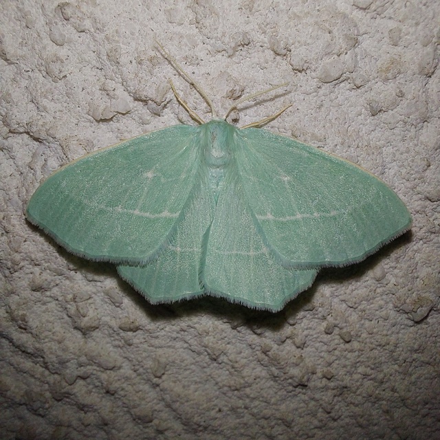 Hemistola chrysoprasaria - kékes zöldaraszoló