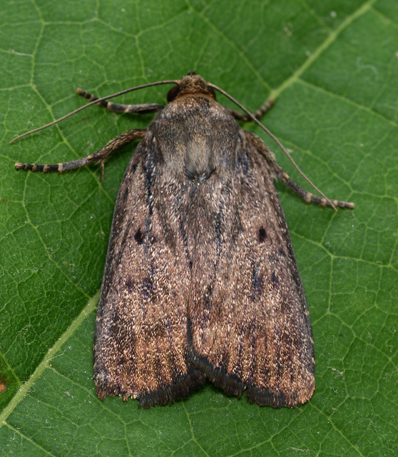 Amphipyra tragopoginis - bakszakállbagoly