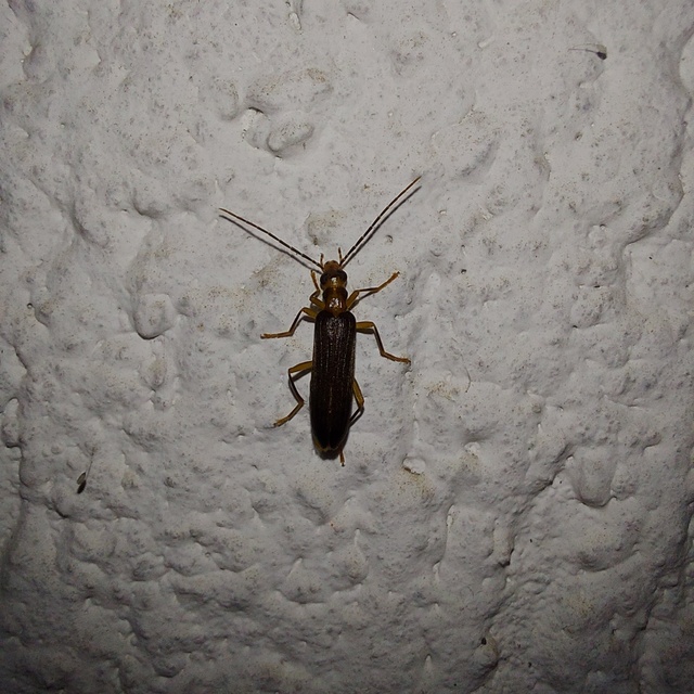Nacerdes carniolica - karnóliai álcincér