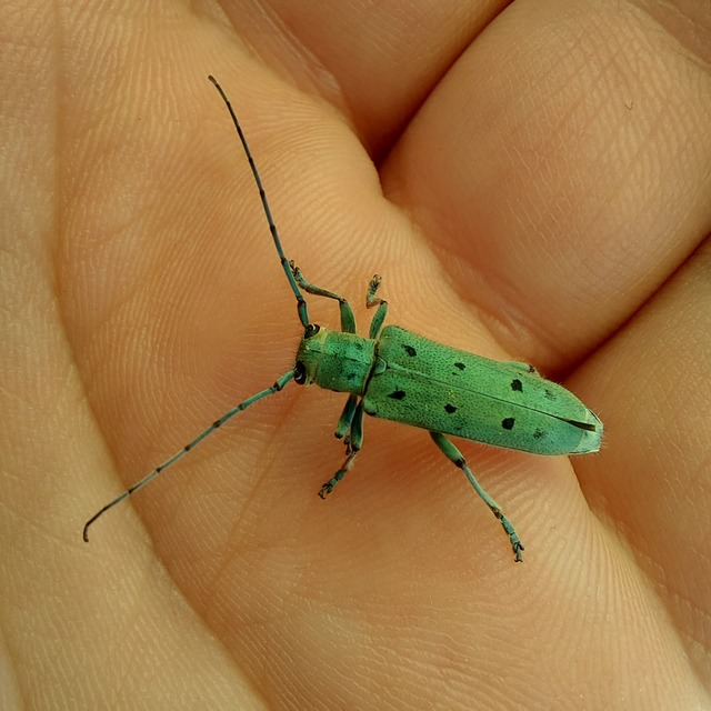 Saperda octopunctata - nyolcpontos cincér