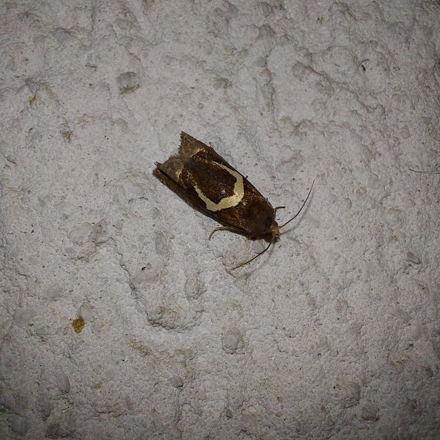 Epiblema foenella - kampósfoltú tükrösmoly