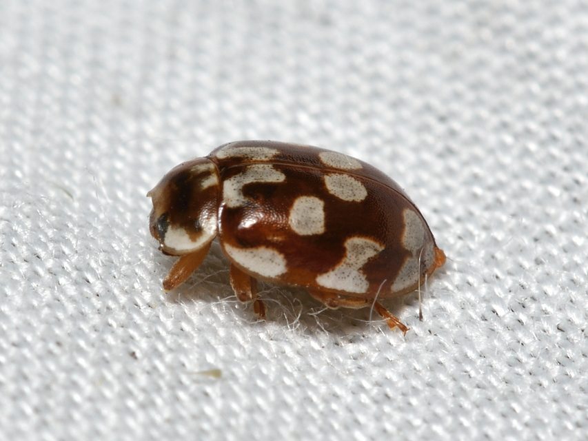 Myrrha octodecimguttata - tizennyolccseppes füsskata