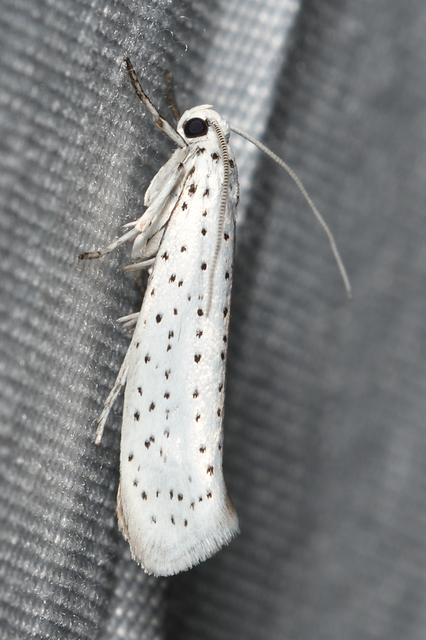 Yponomeuta evonymella - pókhálós májusfamoly