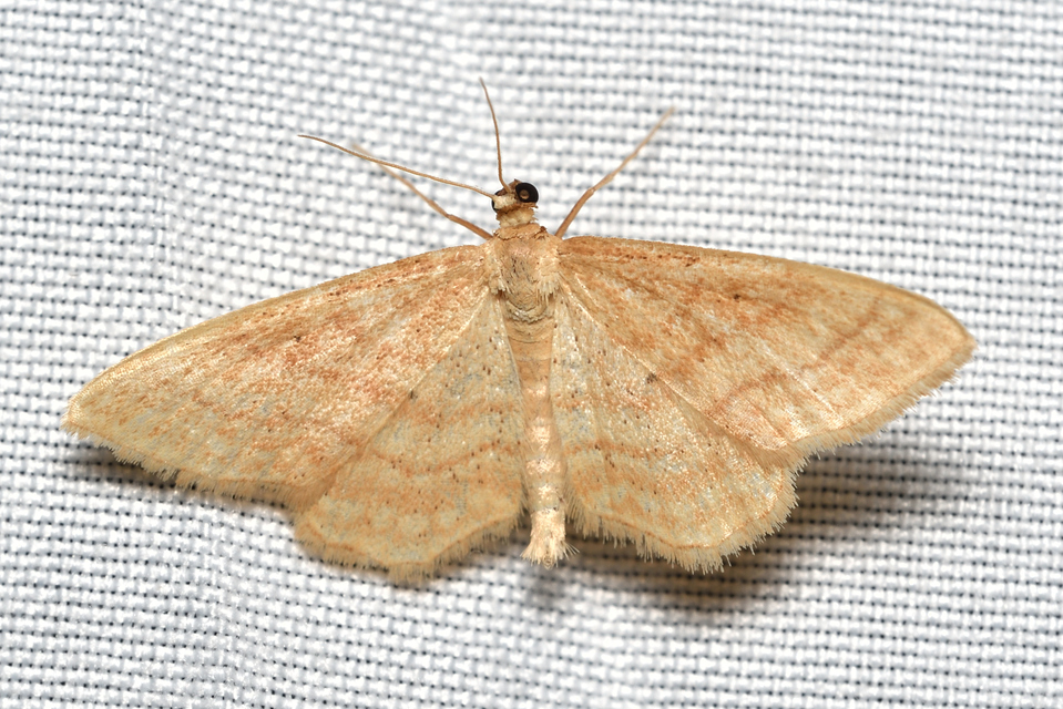 Idaea rufaria - vörhenyes sávosaraszoló