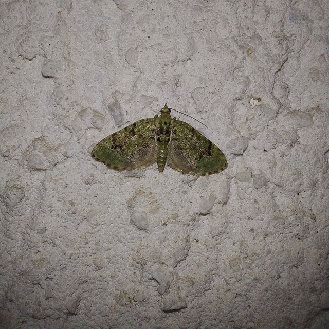Chloroclystis v-ata - zöldes törpearaszoló