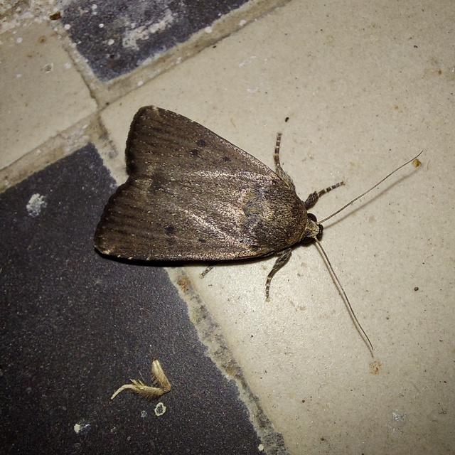 Amphipyra tragopoginis - bakszakállbagoly