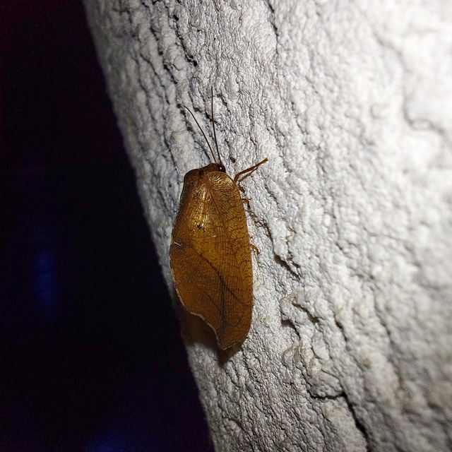 Drepanepteryx phalaenoides