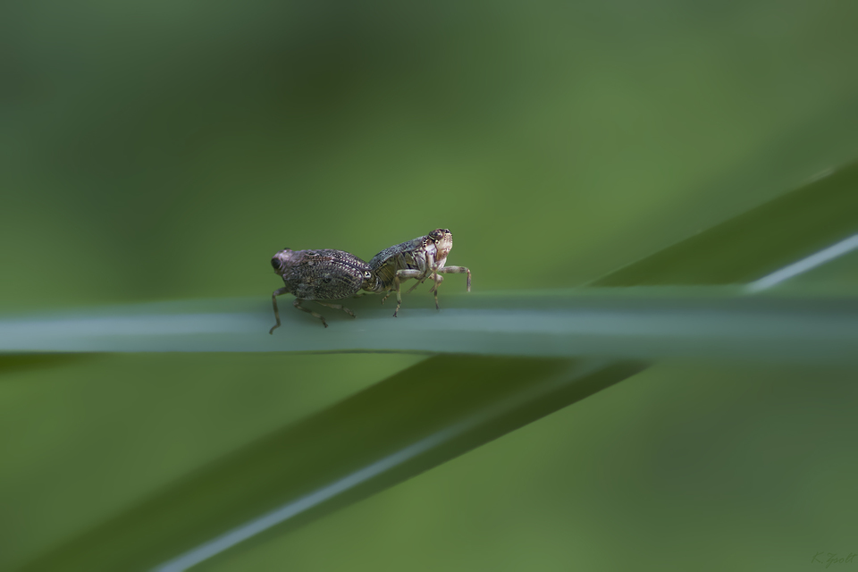Issus coleoptratus
