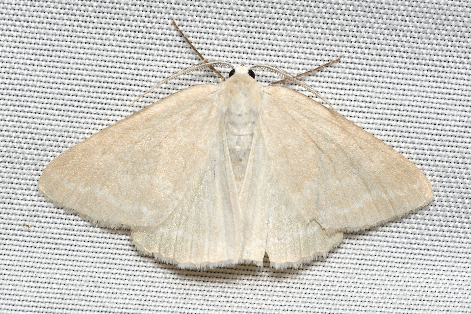 Pseudoterpna pruinata - hamvas zöldaraszoló