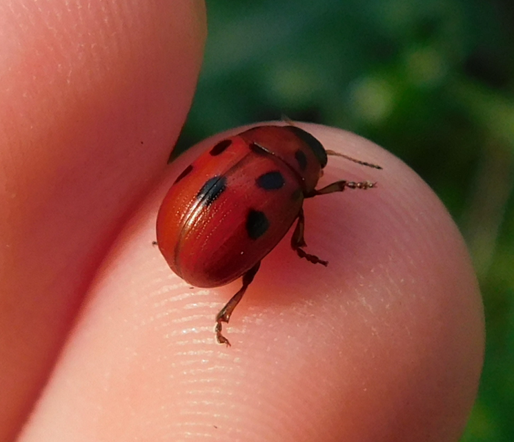 Gonioctena fornicata - közönséges lucernabogár