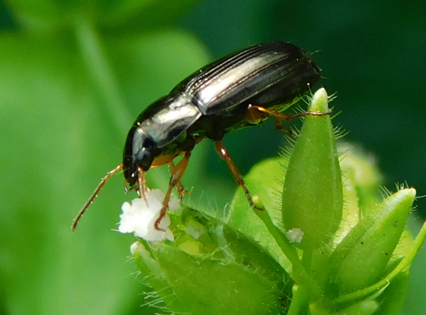 Amara anthobia - réti közfutó Amara anthobia - réti közfutó