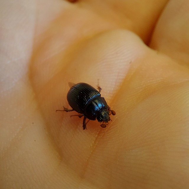 Odonteus armiger - mozgószarvú álganéjtúró