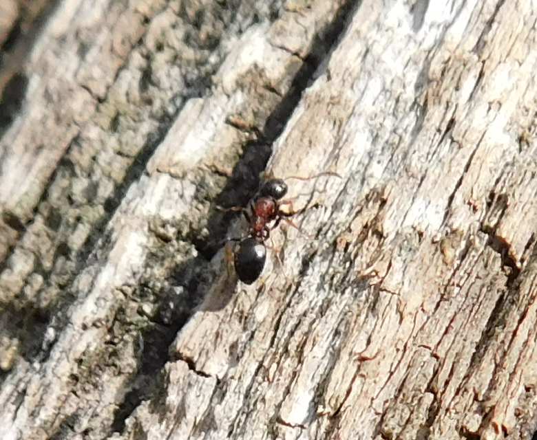 Dolichoderus quadripunctatus - négypettyes erdeihangya