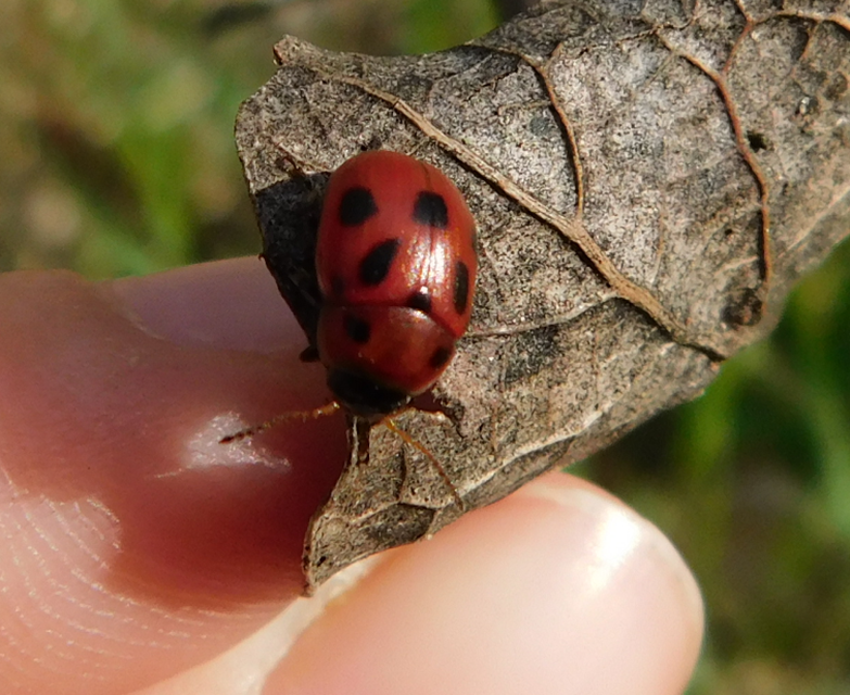 Gonioctena fornicata - közönséges lucernabogár