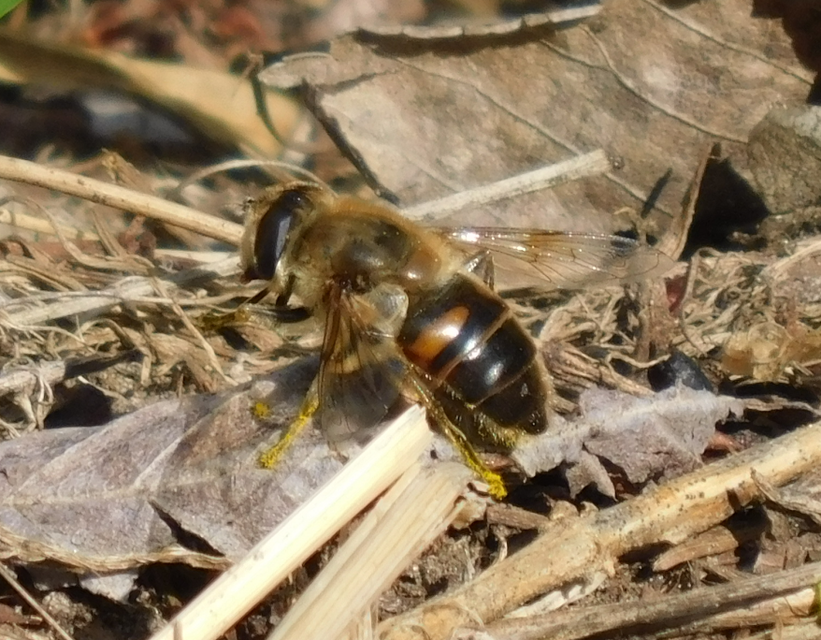Eristalis tenax - közönséges herelégy