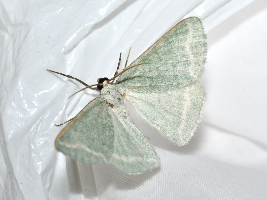 Pseudoterpna pruinata - hamvas zöldaraszoló