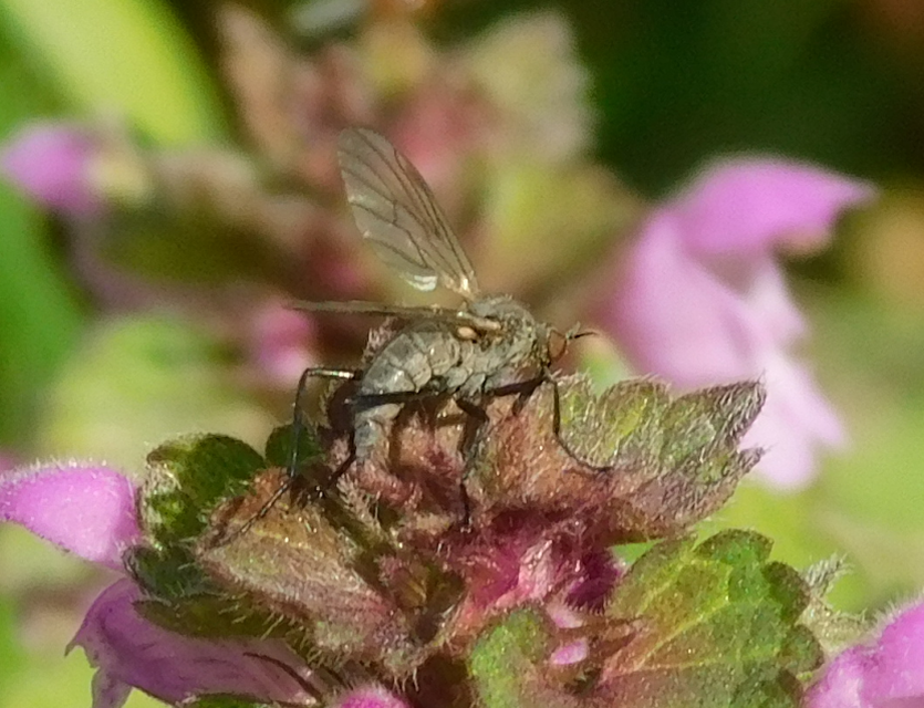 Empididae - táncoslegyek