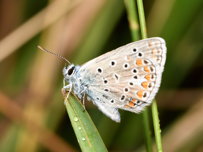 Polyommatus thersites - ibolyaszín boglárka
