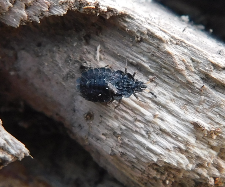 Aradus distinctus