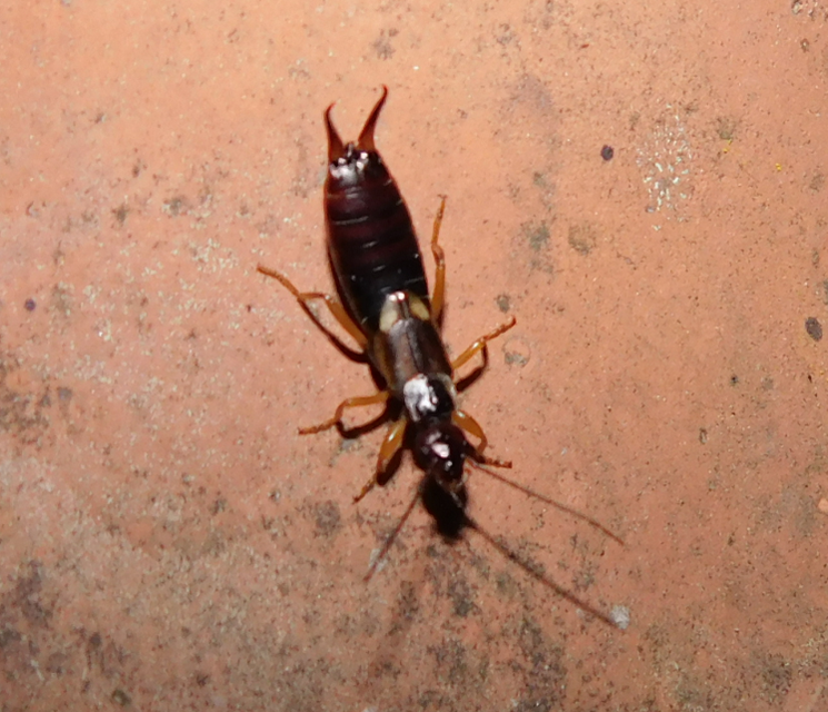 Forficula auricularia - közönséges fülbemászó