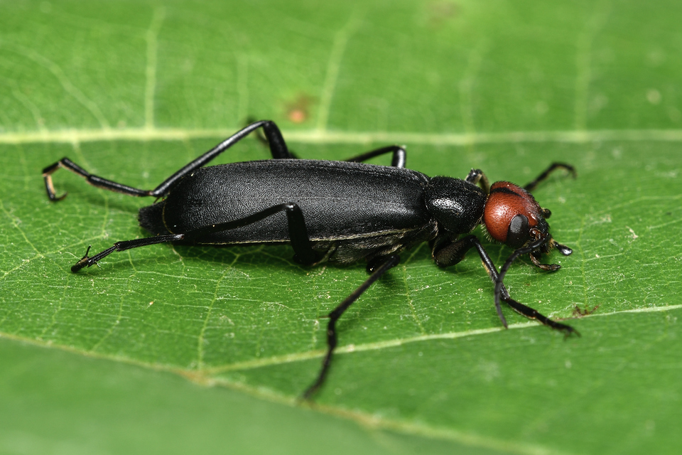Epicauta rufidorsum - hollóbogár