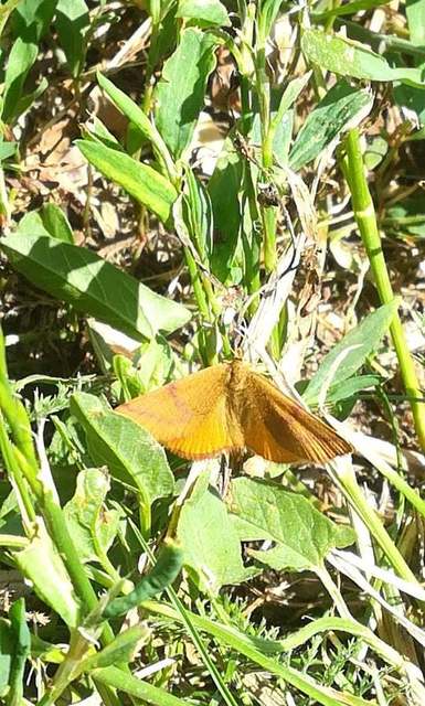 bíborsávos araszoló - Lythria purpuraria